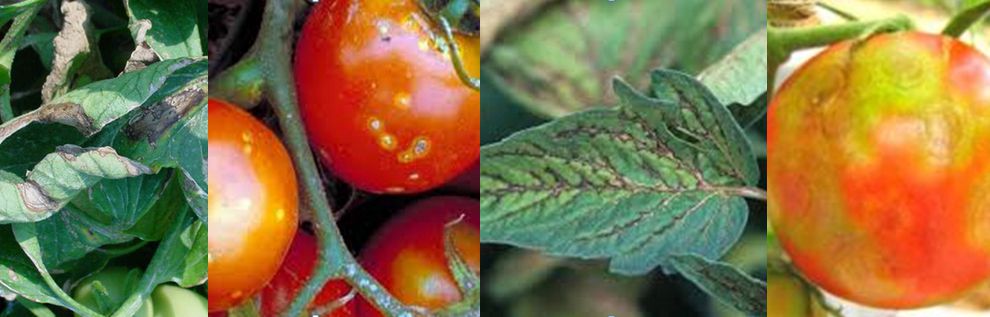 Кільцева плямистість томатів, загроза господарству та як з нею боротися.