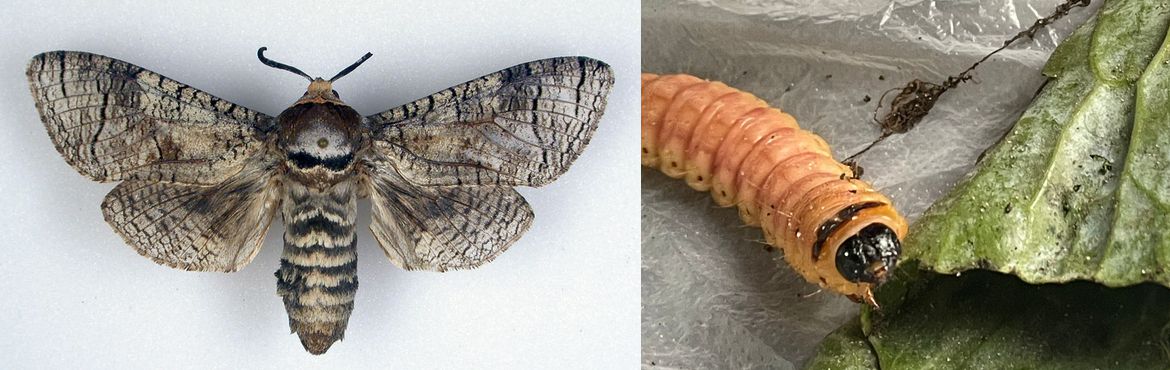 Небезпечний шкідник листяних дерев  -  Червиця пахуча (Cossus cossus L.)