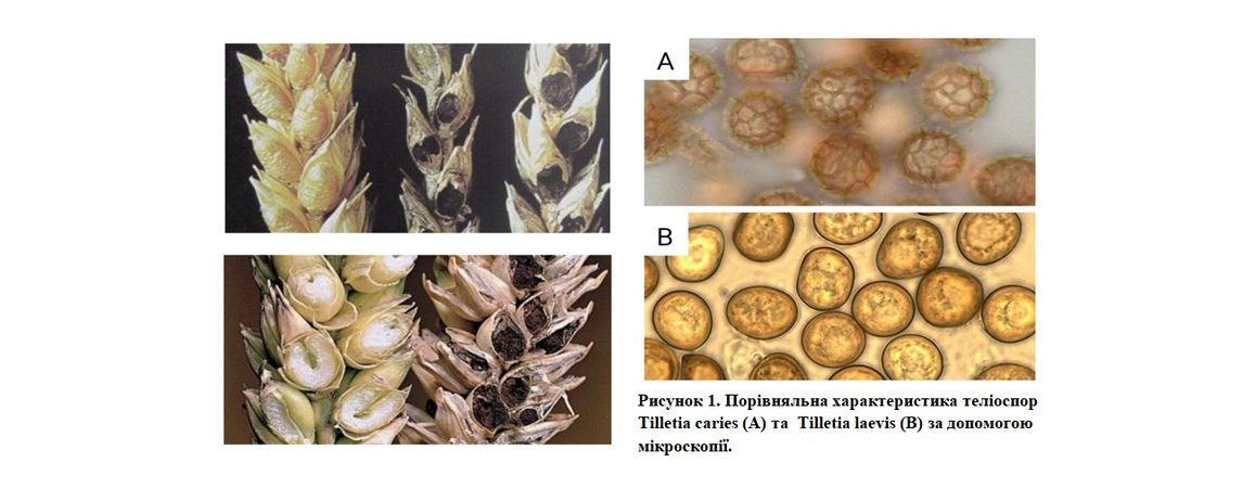 ТВЕРДА САЖКА ПШЕНИЦІ  (TILLETIA CARIES та TILLETIA LAEVIS)