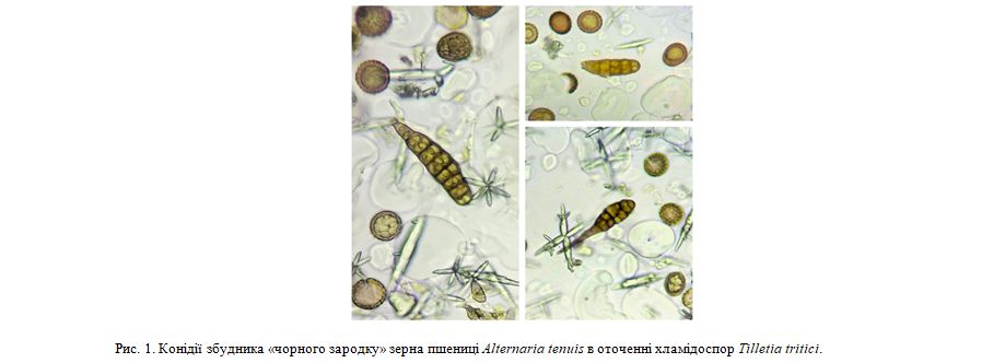 АЛЬТЕРНАРІОЗ ПШЕНИЦІ АБО ХВОРОБА «ЧОРНОГО ЗАРОДКУ» ЗЕРНА