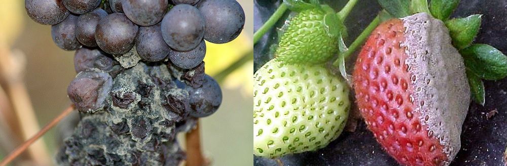 Сіра цвіль (Botrytis cinerea )