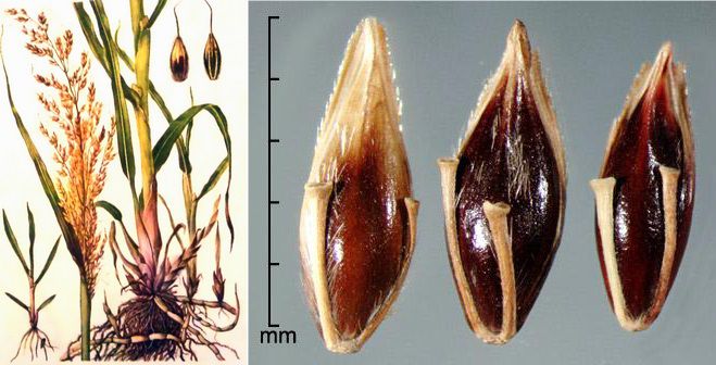 Сорго алепське або гумай (Sorghum halepense (L.) Pers.)