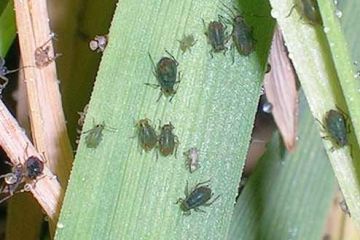 Rhopalosiphum-padi2_1.jpg