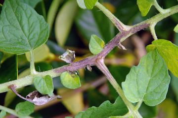 tomato_late_blight3b.jpg