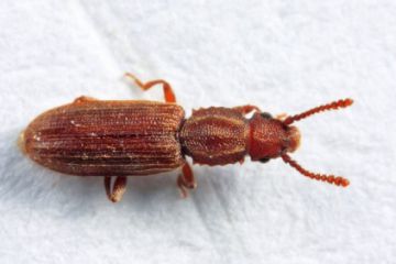 surinamskiymukoed-6e8d1d35.jpg