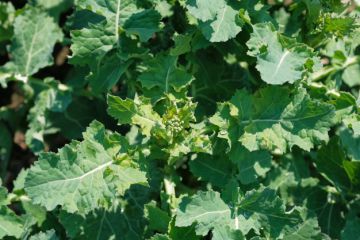 very-young-rapeseed-close-up-in-spring_85601-104.jpg