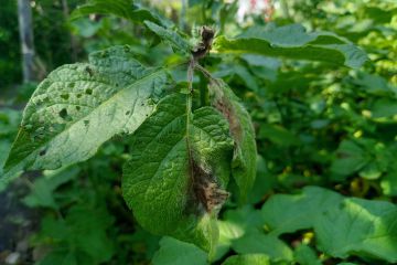 IMG_20200619_101605.jpg