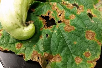 anthracnose_na_ogyrkah.jpg