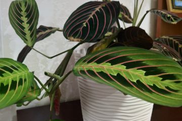 IMG-0393.JPG