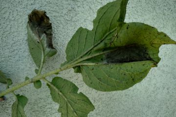 IMG_20200619_101709.jpg