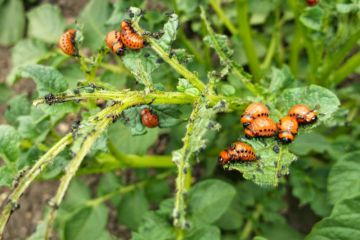 1628378443_5-p-lichinki-koloradskogo-zhuka-foto-5.jpg