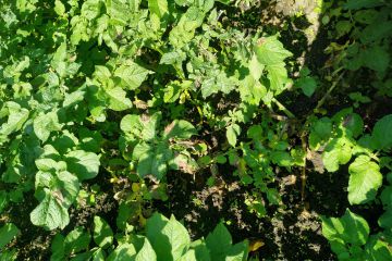 IMG_20200619_101514.jpg