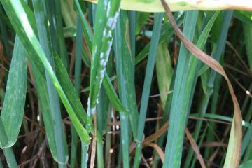 IMG_2188.JPG