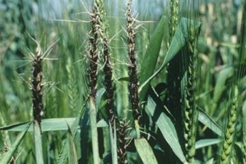 ustilago-tritici.jpg