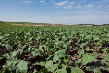 ripak-superagronom-25344.jpg