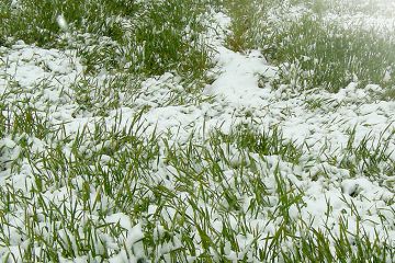 school-of-agronomists_ozimie.jpg