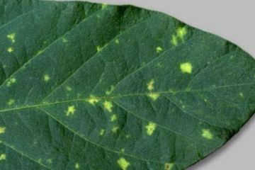 Peronosporoz_soi.jpg