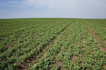 superagronom_ripak1-2415.jpg