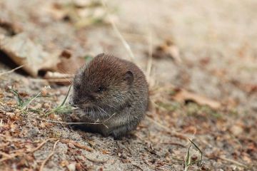 mouse-4773685_960_720-31800.jpg