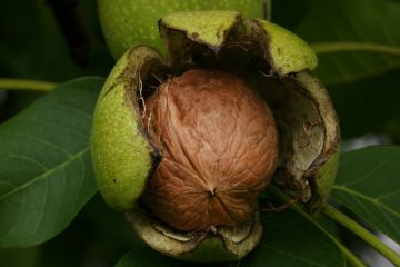 Juglans_regia_Echte_Walnussfrucht_2.jpg
