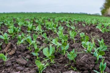 Superagronom-goroh-3022.jpg
