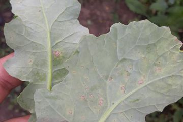 peronosporoz na ripaku_2_.jpg