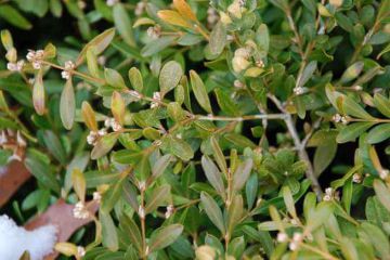 spider-mite-damage-on-boxwoods-what-are-boxwood-spider-mites.jpg