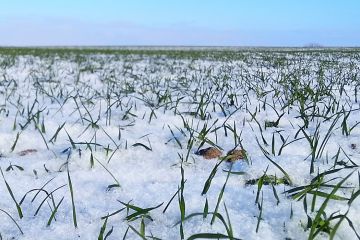winter-wheat-20180119.jpg