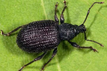 weevil7a.jpg