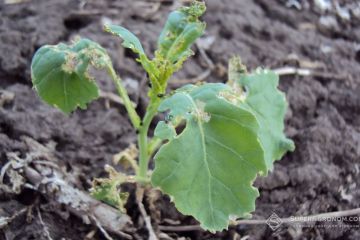 ripakovi-blishky-superagronom-34428.jpg