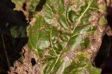 buriak-cerkosporoz-34375.jpg