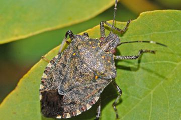 Pentatomidae_-_Halyomorpha_halys-001.jpg