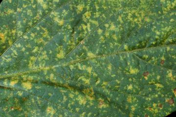 3Peronosporoz1.jpg