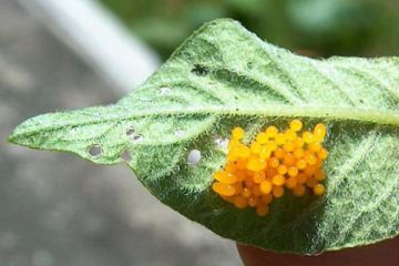 rasteniyaprotivkoloradskogozhuka_E2958F39.jpg