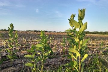 milkweed_asclepias_syriaca.jpg