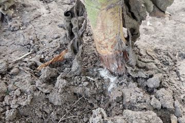 SF_sclerotinia_1_2000w_cr.jpg