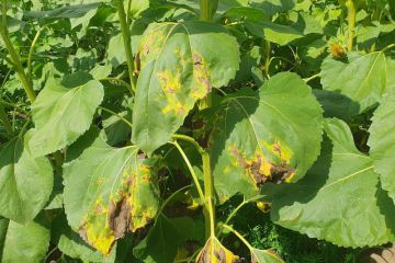 fomoz-sonyashnuku-superagronom.jpg
