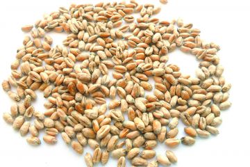 khvore-zerno-na-mikotoksyn.jpg