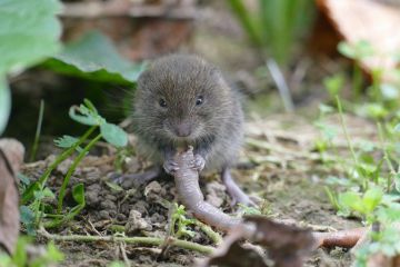 mouse-3635875_1280-28505.jpg