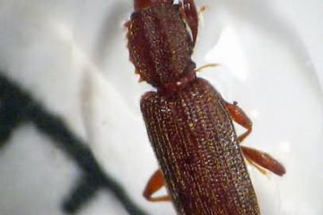 Oryzaephilus-surinamensis4_1.jpg